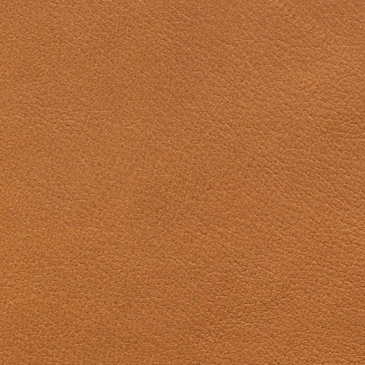 Leder 01